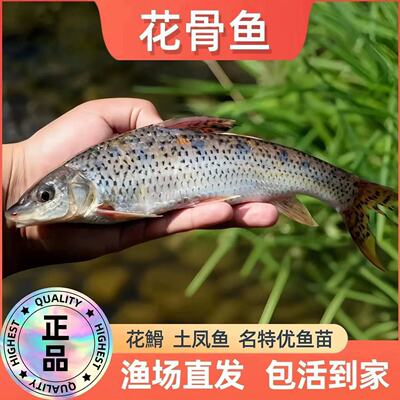 四川发货正宗花骨鱼苗批发泡沫箱