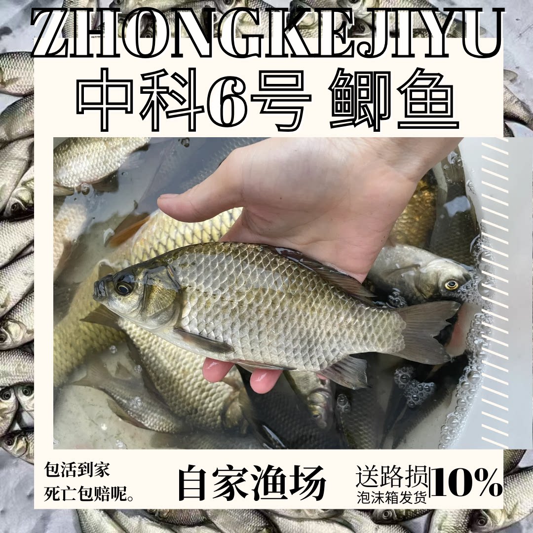 四川发货正宗中科鲫鱼苗批发顺丰图片