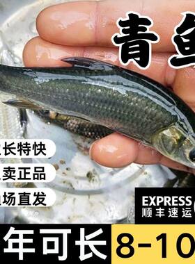湖北发货特大青鱼苗批发半斤重