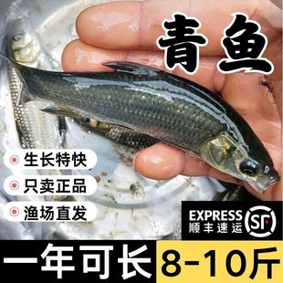 湖北大青鱼苗螺蛳青鱼苗黑鲩鱼乌青活体淡水养殖食用本地四川家鱼