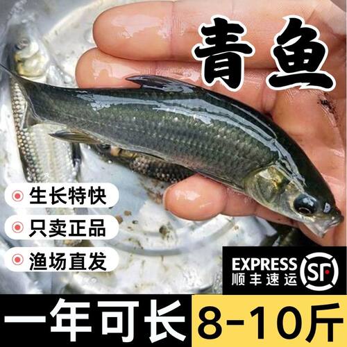 湖北发货特大青鱼苗批发半斤重
