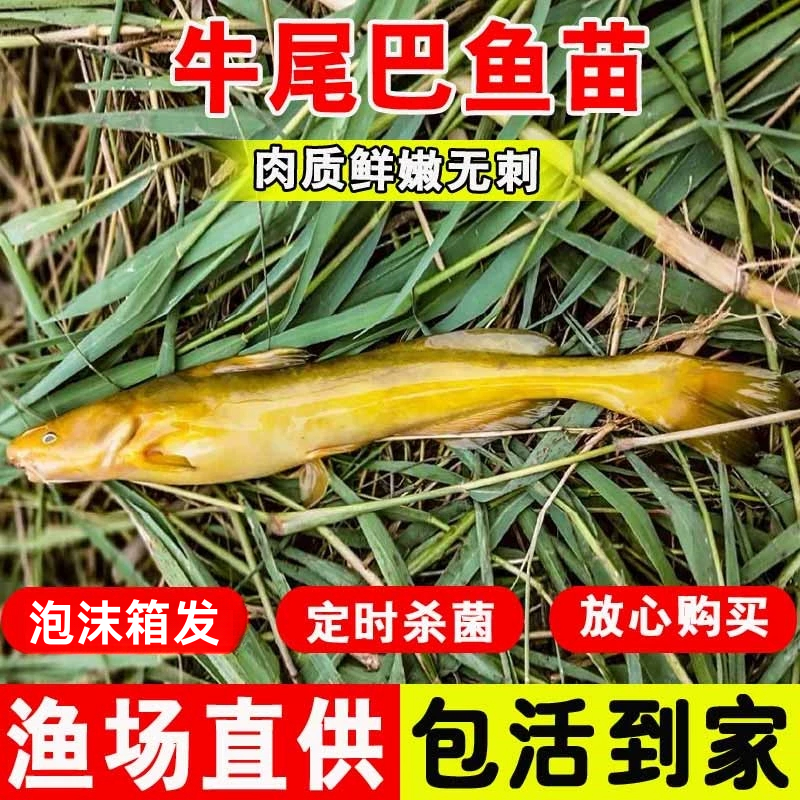四川牛尾巴鱼苗淡水养殖食用稀有耐活本地角角鱼小型食用冷水鱼苗