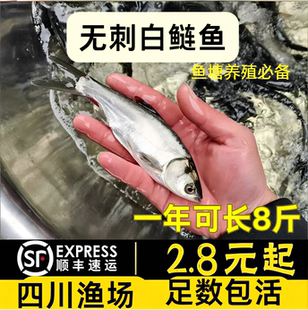 四川无刺白鲢鱼苗大头鱼胖头鱼淡水鱼苗花鲢鳙鱼苗雄鱼苗食用养殖