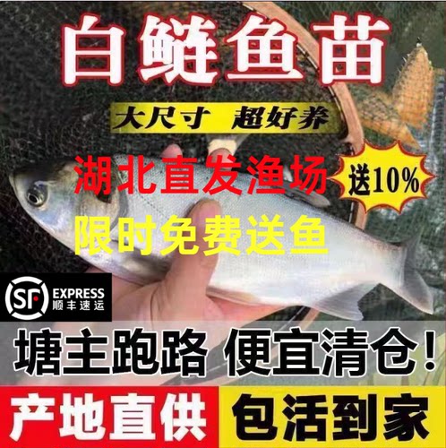 湖北发货*特大白鲢鱼苗批发保真