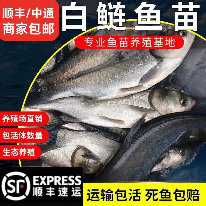 江苏白鲢鱼苗大头鱼胖头鱼淡水鱼苗花鲢鱼苗鳙鱼苗雄鱼苗食用养殖