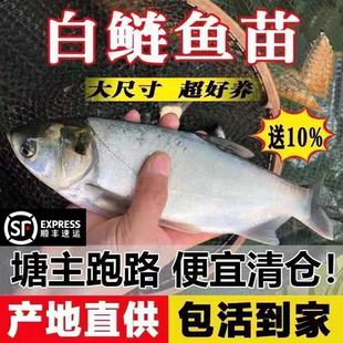 湖北白鲢鱼苗大头鱼胖头鱼淡水鱼苗花鲢鱼苗鳙鱼苗雄鱼苗食用养殖