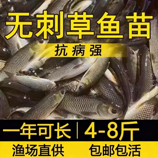 江苏无刺草鱼鱼苗淡水养殖食用半斤特大无刺草鱼苗批发无刺草鱼苗
