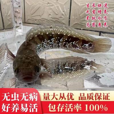 湖北发货大七星鱼苗批发包活保真