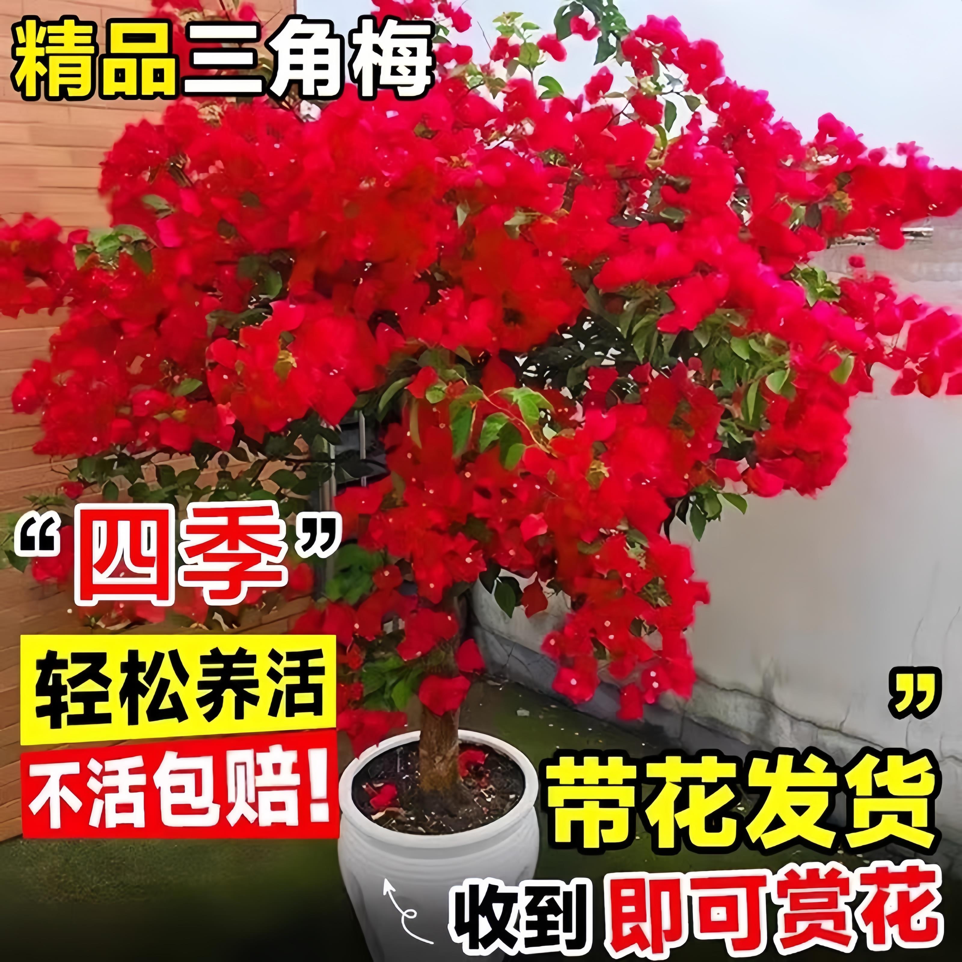 三角梅盆栽重瓣四季绿漳红樱爬藤植物矮桩阳台树苗耐寒老桩带花卉