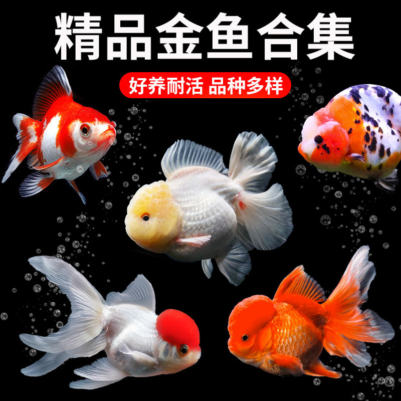 金鱼活鱼冬季冷水观赏鱼鸿运当头红国狮小鱼好养耐活小型淡水鱼苗