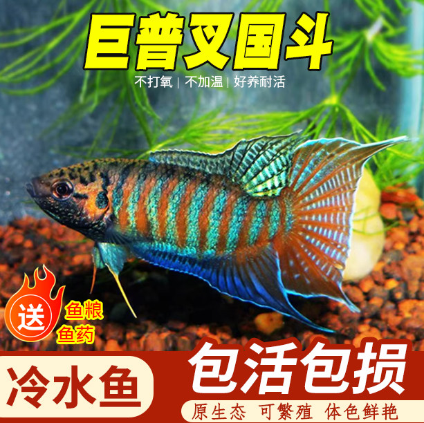 巨普叉国斗冷水鱼幼鱼观赏鱼不打氧好养耐活包活包损送鱼粮鱼药