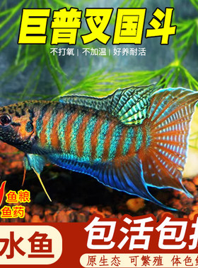 巨普叉国斗幼鱼冷水好养包活