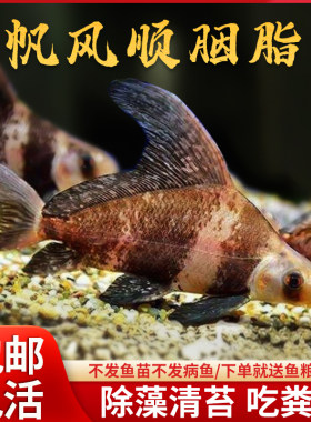 胭脂鱼活体淡水成鱼包活除藻