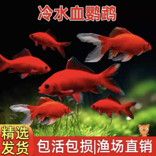 冷水淡水金鱼红色观赏鱼苗