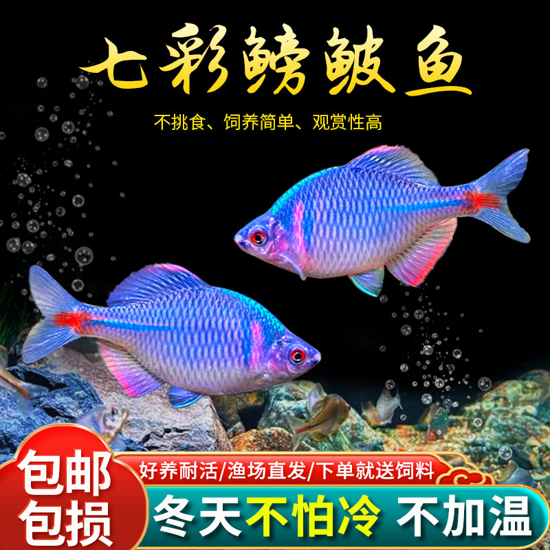 七彩鳑鲏鱼成鱼蓝色观赏鱼冷水淡水鱼不挑食好养包邮