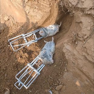 田鼠夹地老鼠捕鼠器地羊夹子老鼠笼老鼠粘高效洞道内置捕捉器