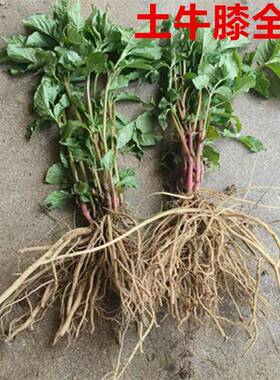天然新鲜土牛 倒草根扣簕倒钩草粗扣OWT倒毛牛膝膝根六月雪根500