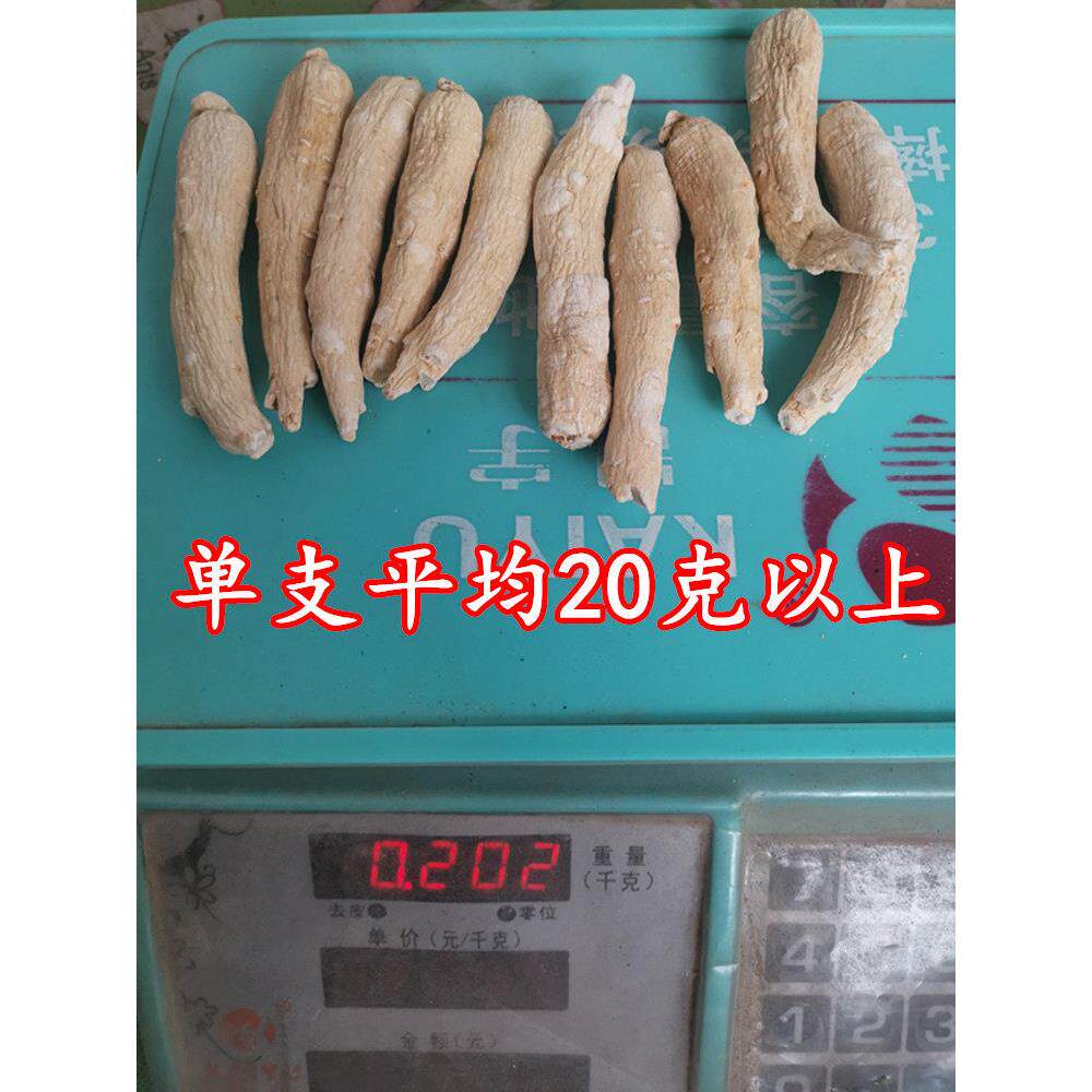长白山晒参整东北费人参棒无须白枝参AYP大个切片免磨粉野生山参