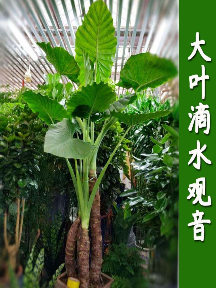 大叶滴水观音客厅大型旺宅老桩霸王芋吸甲醛净化空气水培绿植盆栽