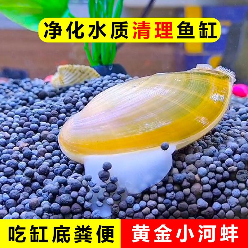 鱼缸专吃鱼屎粪便冷水观赏淡水鱼热带鱼清理清道夫鱼清洁净水河蚌