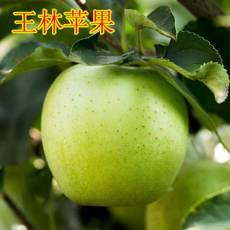 新品种正宗王林青苹果树苗嫁接青森苹果苗南北方种植当年结果地栽