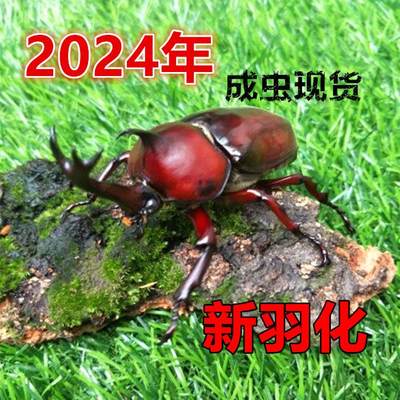 【新虫】独角仙成虫幼虫新手入门套餐宠物昆虫甲虫锹甲活体送说明