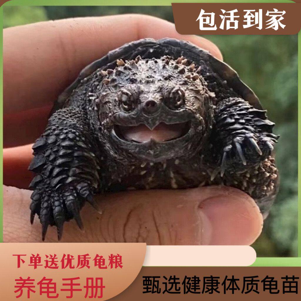 北美杂佛小鳄龟幼苗活物观赏鳄鱼龟苗纯佛爆刺凶猛食肉活体宠物龟
