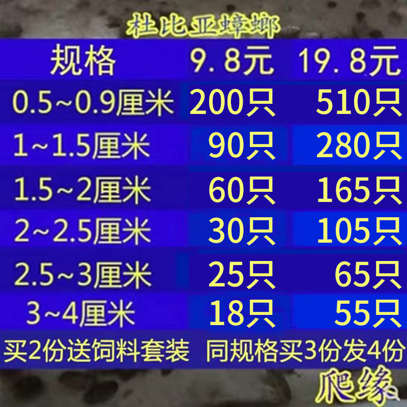 杜比亚蟑螂活体幼体亚成各种规格 蜥蜴龙鱼 饲料 现货供应 节庆用品/礼品 路引 原图主图