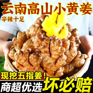 正宗云南小黄姜农家一级老姜高山特产新鲜辛辣大块生姜原汁旗舰店