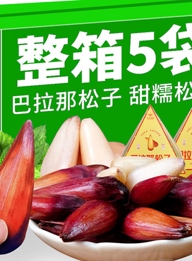 中云巴松云南特产野生巴拉那大松子拇指松子坚果零食孕妇儿童可食