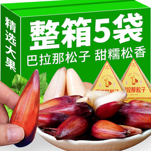 中云巴松云南特产野生巴拉那大松子拇指松子坚果零食孕妇儿童可食