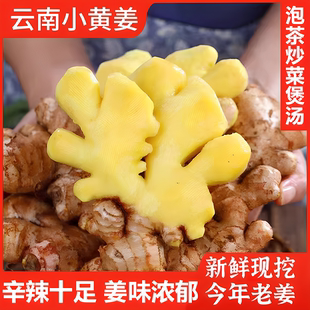 2025新货正宗云南小黄姜旗舰店批发优质新鲜生姜农家自种老姜野生