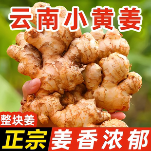2025新货正宗云南小黄姜旗舰店批发优质新鲜生姜农家自种老姜野生