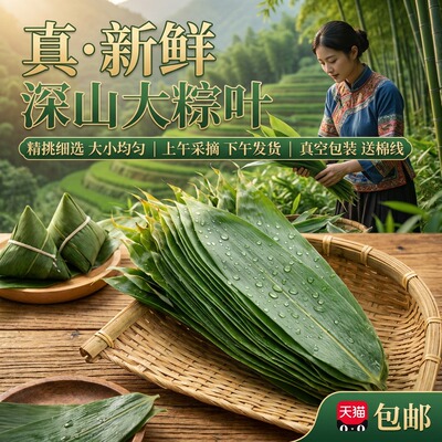 粽子叶粽叶新鲜大号包粽子端午节