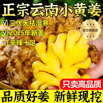 2025新云南小黄姜红河新鲜生姜老姜现挖高山沙姜土姜种子蔬菜9斤