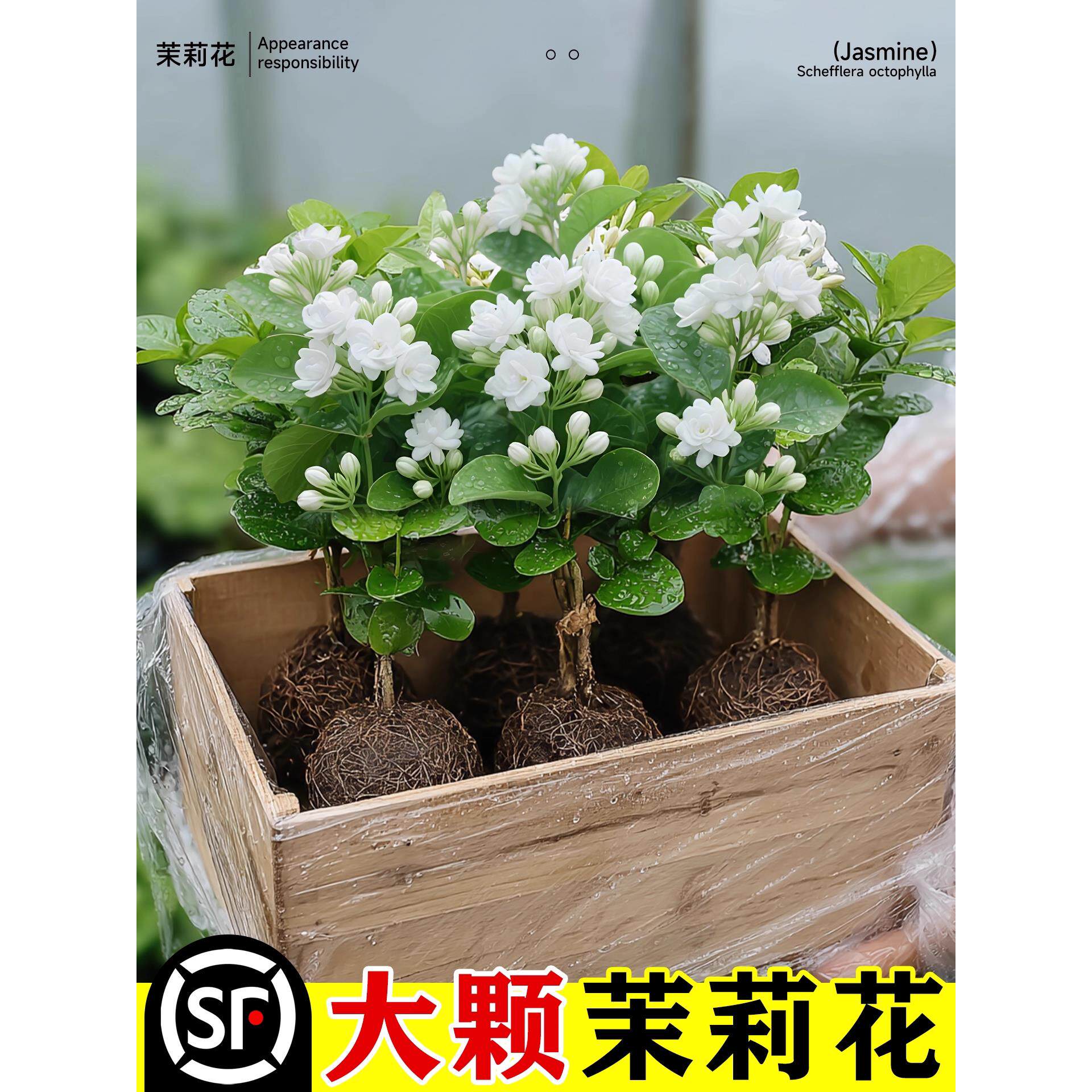 茉莉花盆栽绿植清新空气浓香阳台室内桌面花卉好养观花植物带花苞
