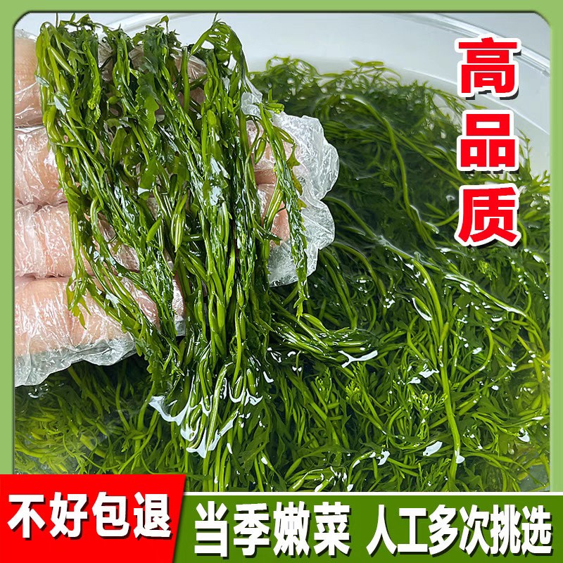 鞭炮笋海笋长寿菜凉拌菜海草藻菜火锅食材鞭泡笋盐渍马尾藻羊栖菜