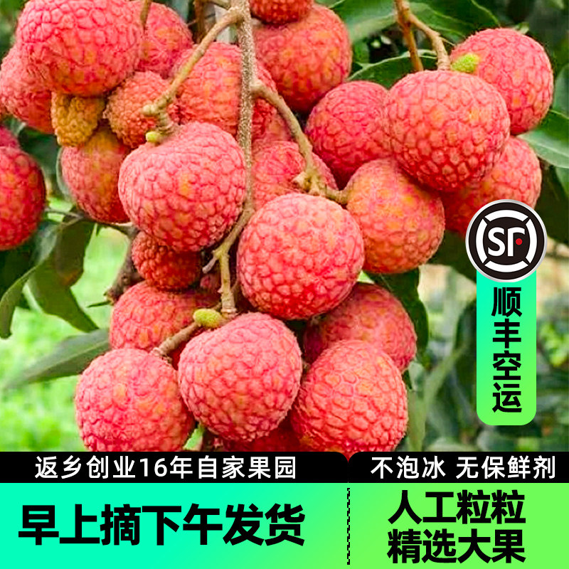 广东高州鲜甜白糖罂荔枝10年老树果新鲜顺丰空运茂名特产当季水果