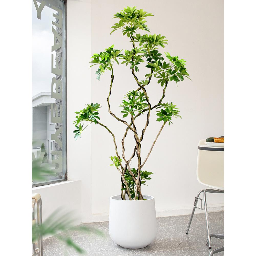 鸭脚木客厅大盆栽 网红落地绿植造型老桩好养真花卉室内大型植物