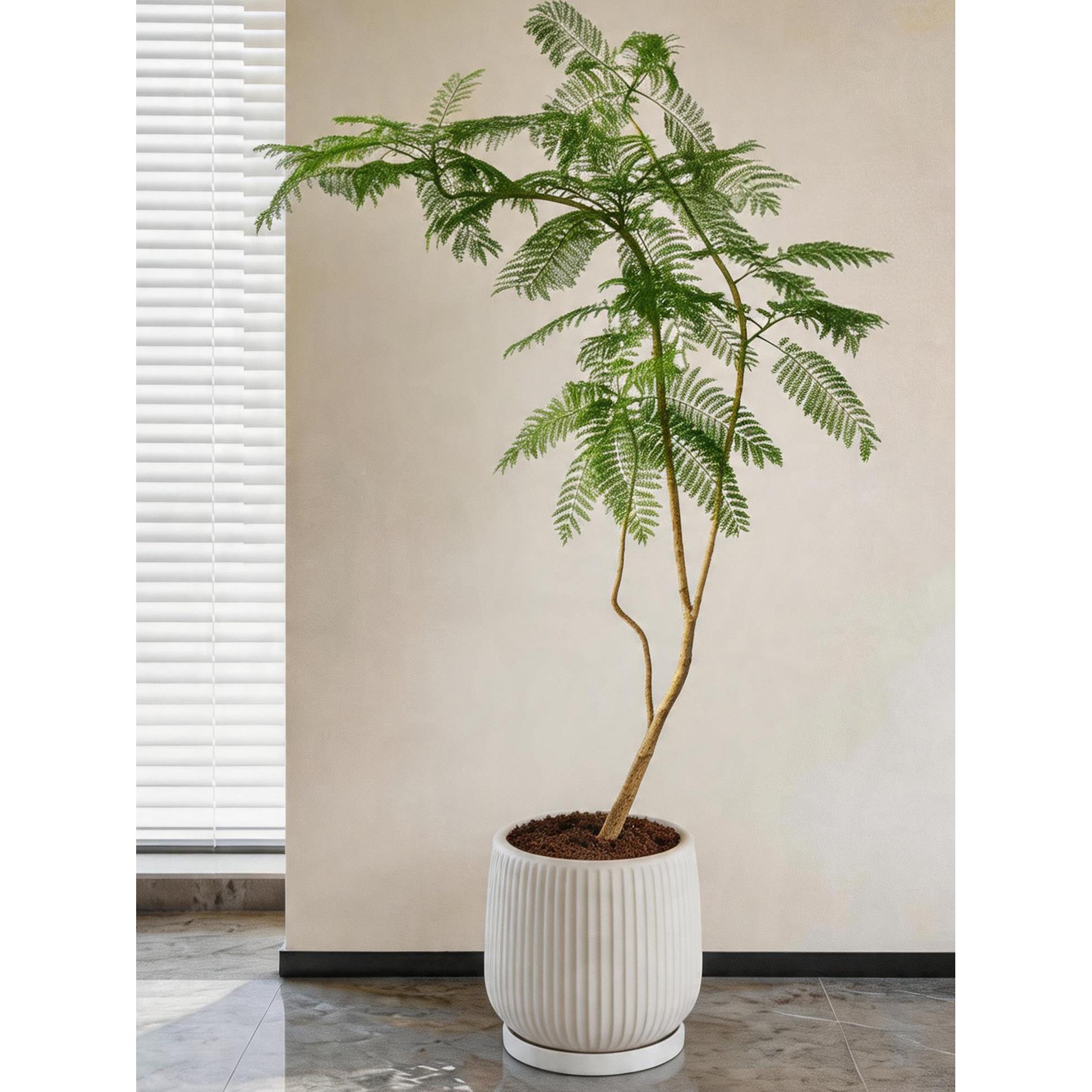 蓝花楹大盆栽客厅绿植落地好养绿色真花网红轻奢乔迁室内大型植物