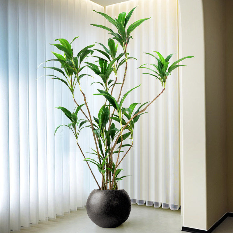 青叶朱蕉大型盆栽造型老桩室内客厅庭院植物网红真花耐阴好养绿植