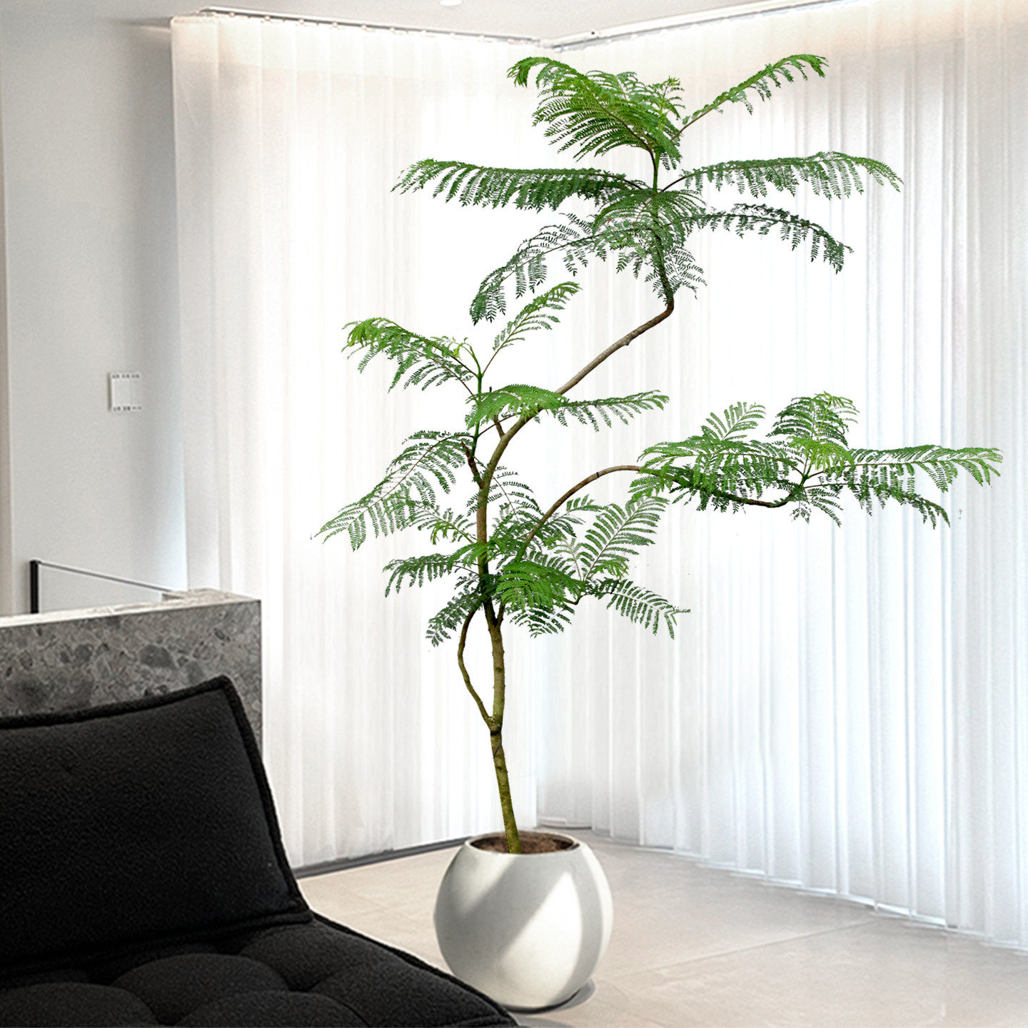 蓝花楹大型绿植室内网红观叶盆栽植物落地客厅庭院真树一物一拍