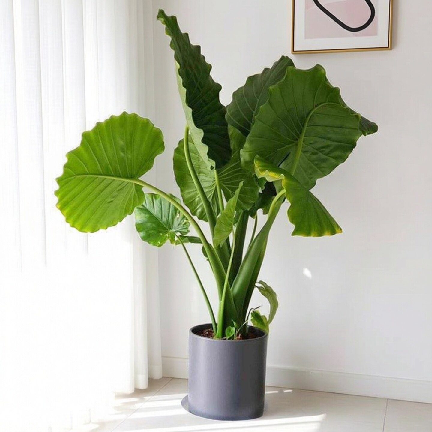 波尔图巨浪海芋室内绿植高颜值大型盆栽热带雨林大叶象牙芋真植物