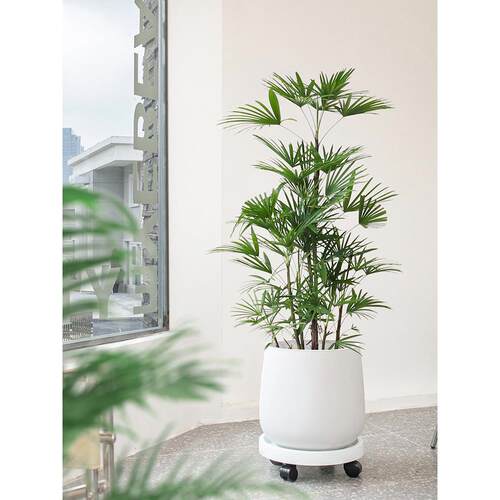 多裂金山棕大盆栽客厅绿植轻奢落地开业乔迁绿色好养室内大型植物
