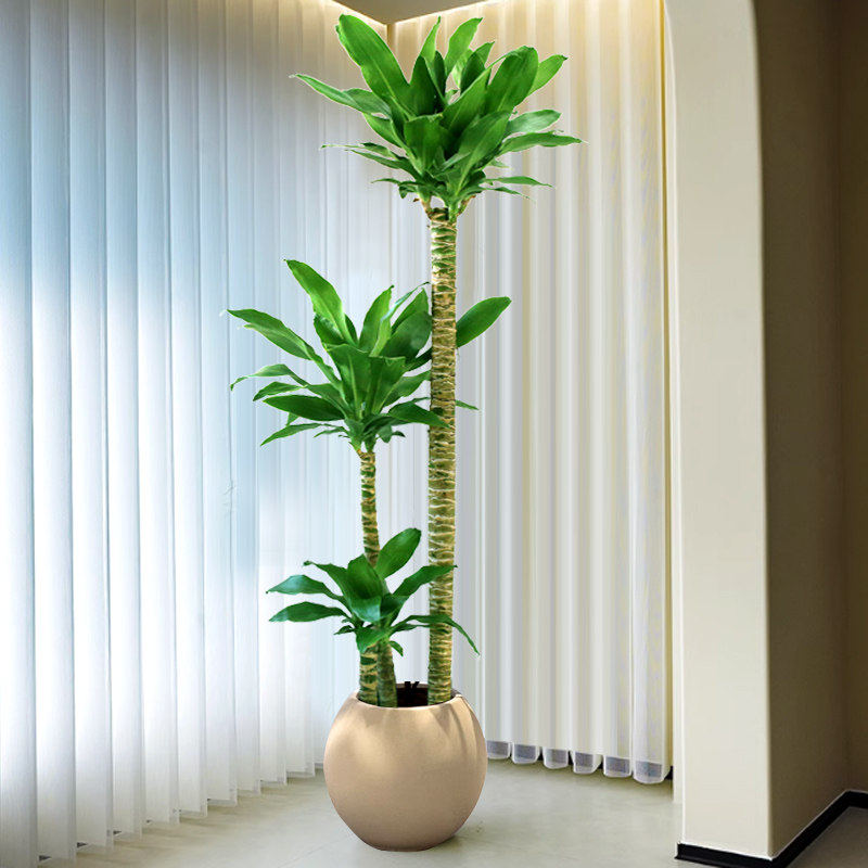 绿叶荷花铁大盆栽客厅绿植网红好养真花卉观叶办公室内大型植物