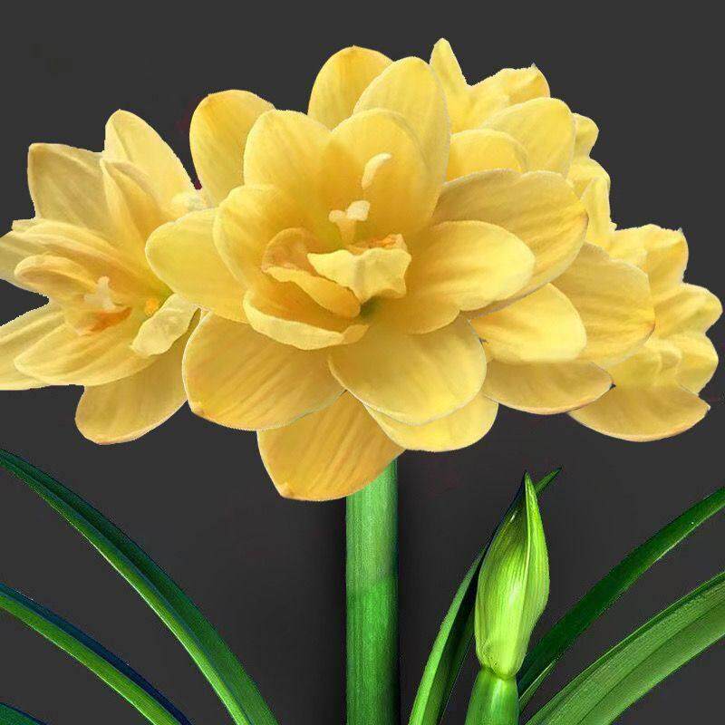 极速【常年开a花】m重瓣朱顶红种根盆栽花卉植物客厅Y绿植花卉大