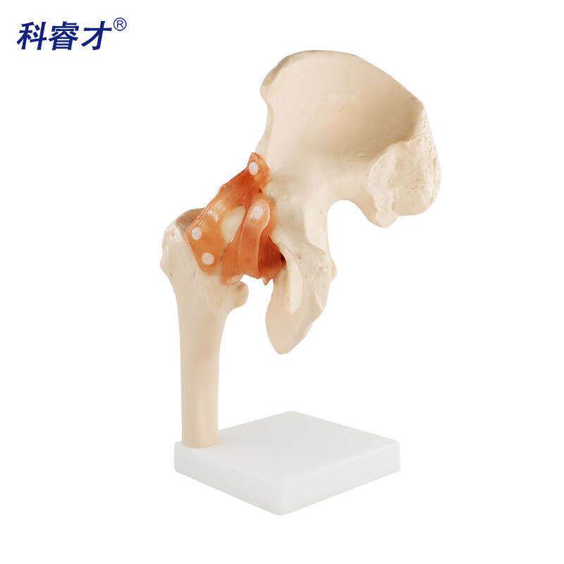 人体髋关节模型股骨关节人体骨骼模型股骨头髋骨关节韧带教