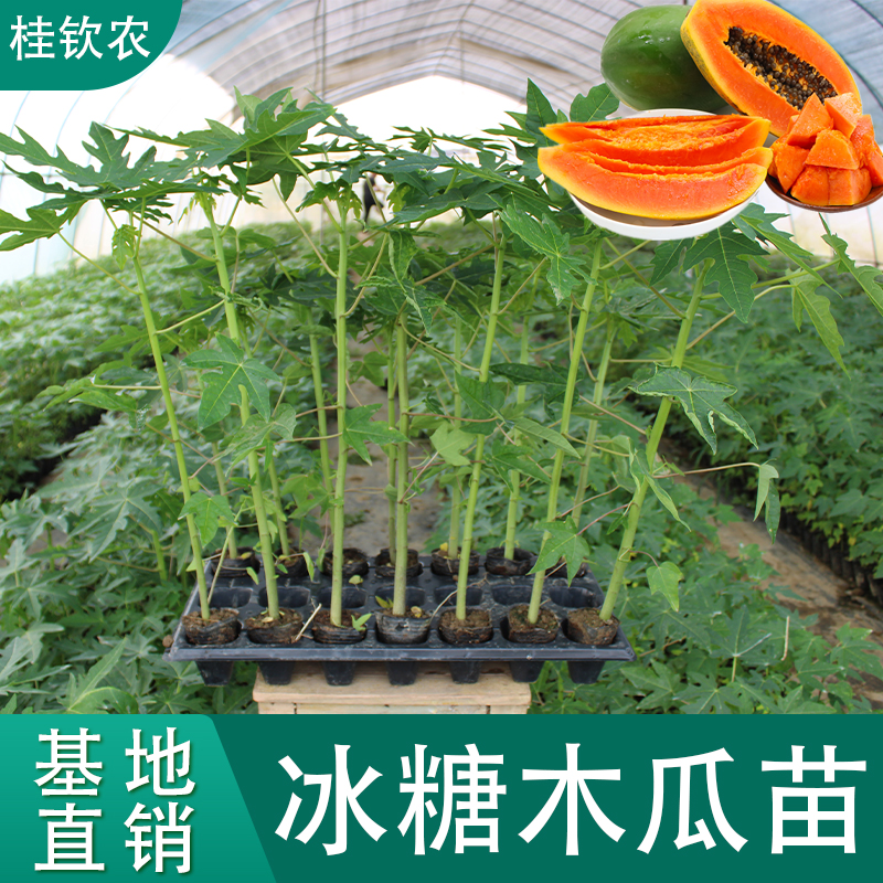 木瓜树苗广西红肉大青当年结果冰糖心牛奶水果木瓜苗南方四季结果