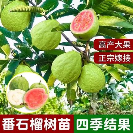 番石榴树苗胭脂红奶油软心红宝石西瓜芭乐四季梨白心红心当年结果