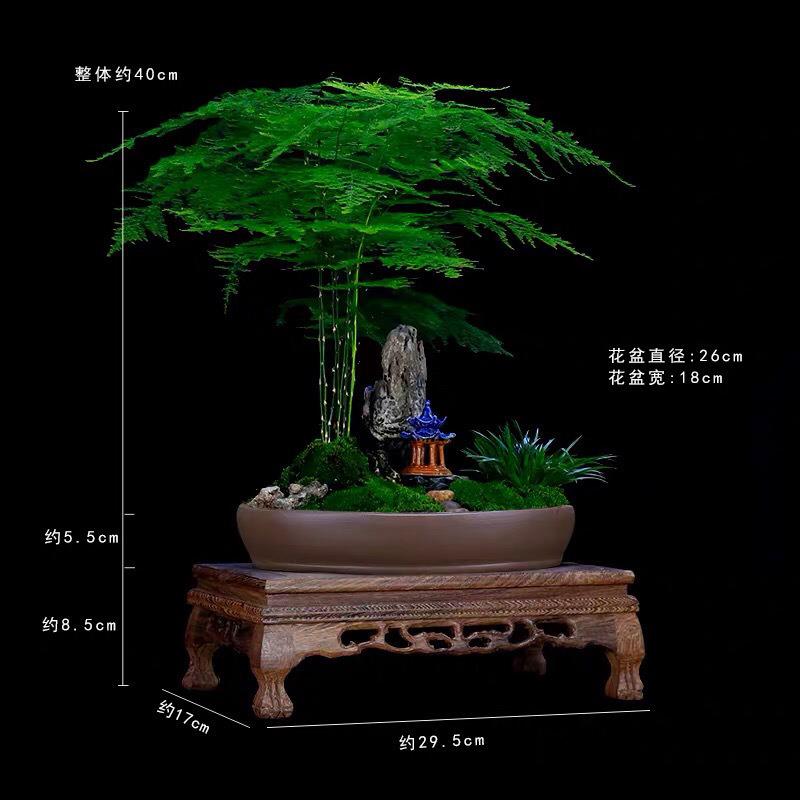 精品文竹盆栽室内花卉山水造型盆景植物客厅办公室绿植高档大